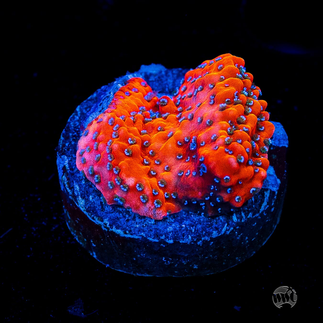WWC Megachrome Montipora