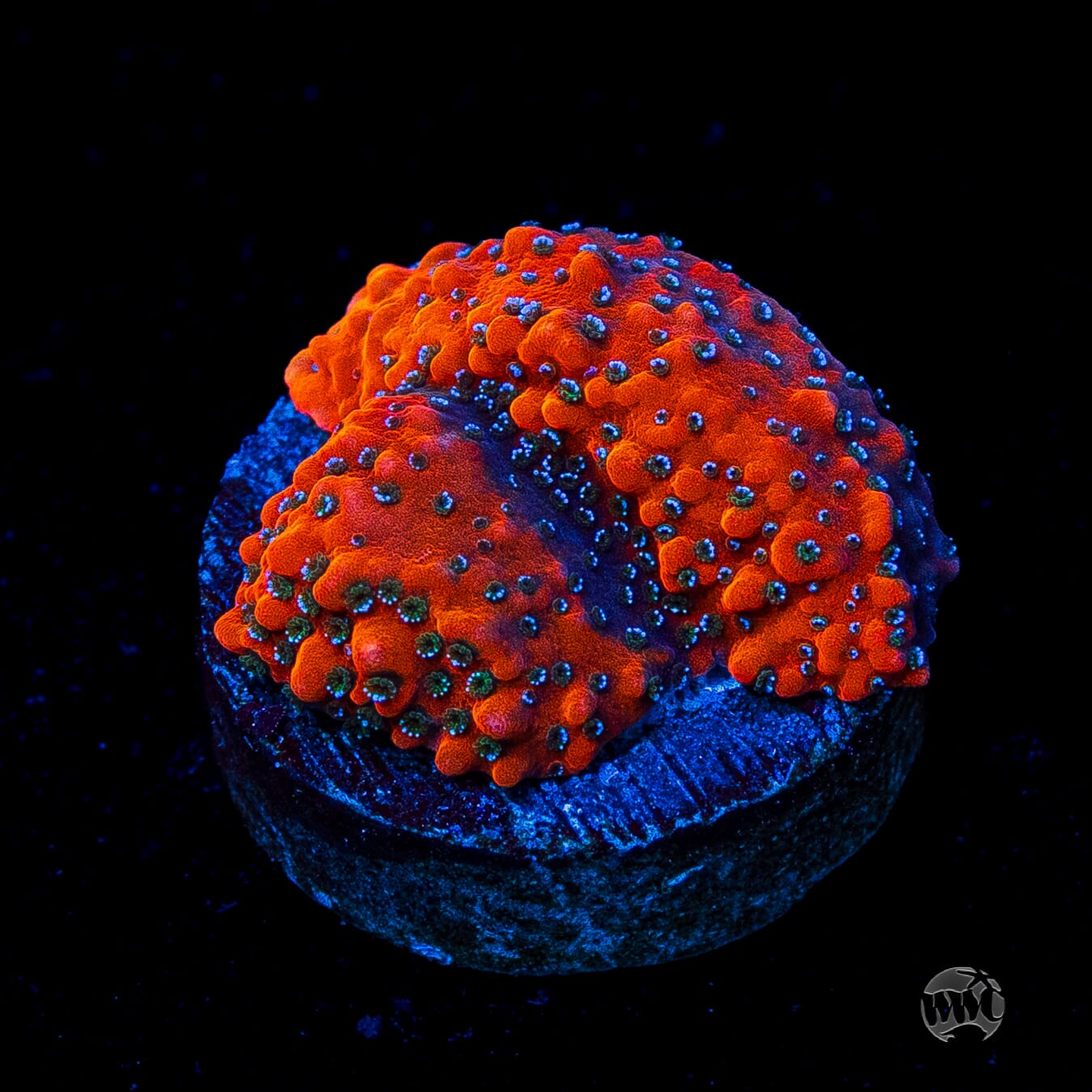 WWC Megachrome Montipora
