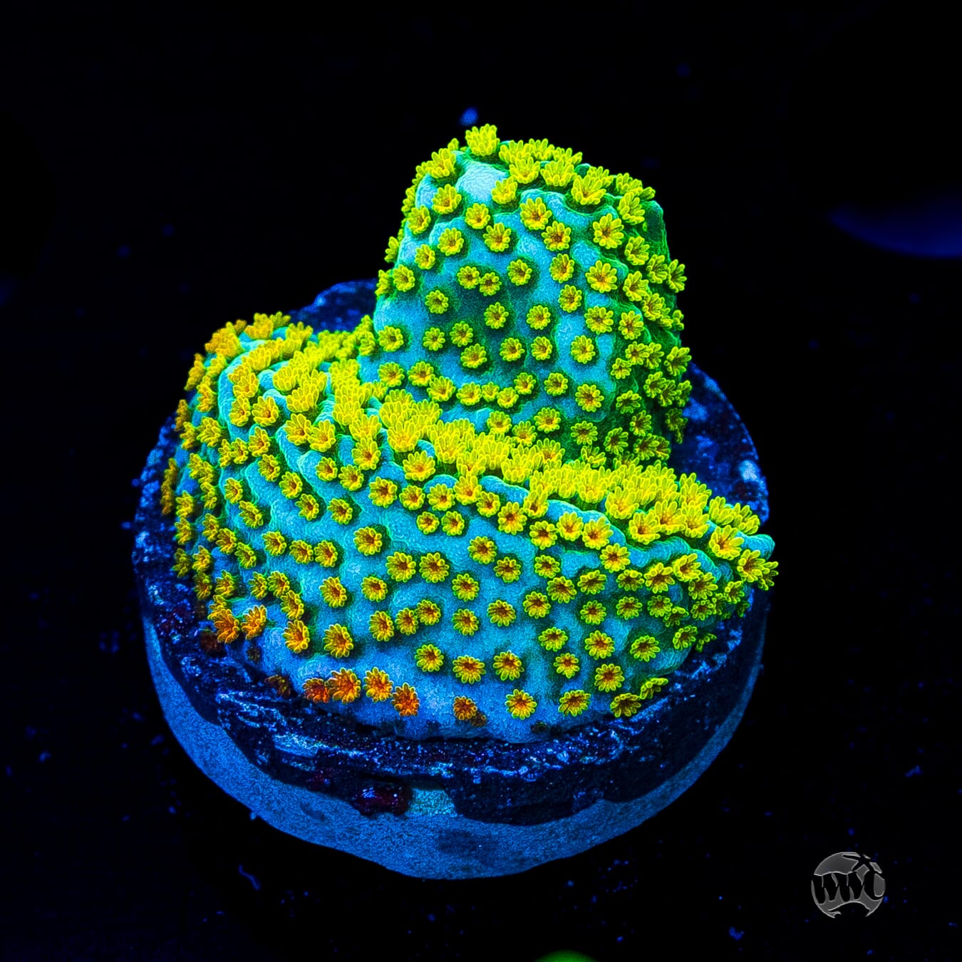 Jason Fox Fruity Pebbles Montipora