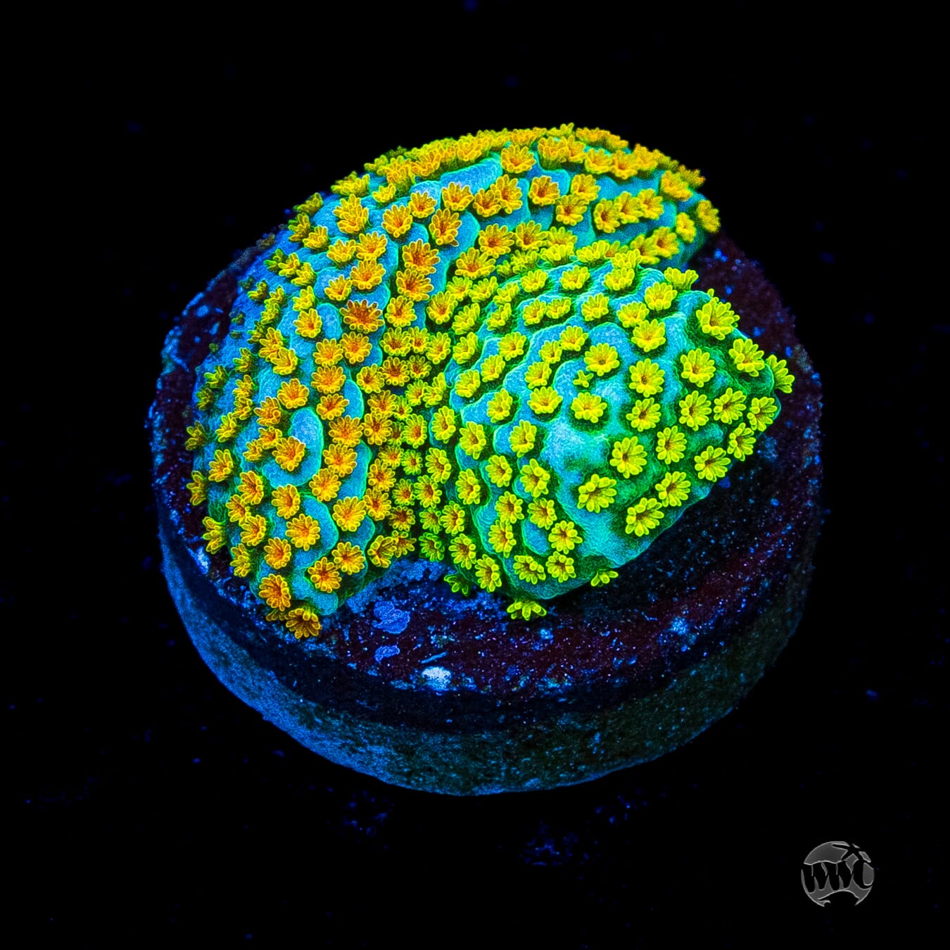 Jason Fox Fruity Pebbles Montipora