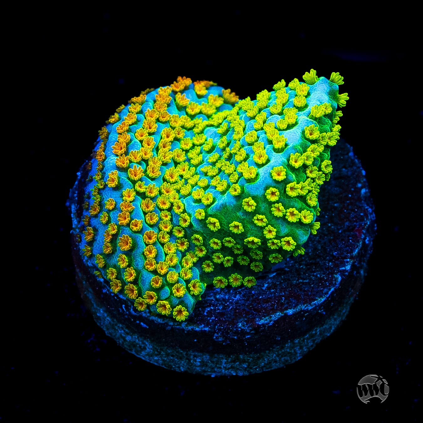 Jason Fox Fruity Pebbles Montipora