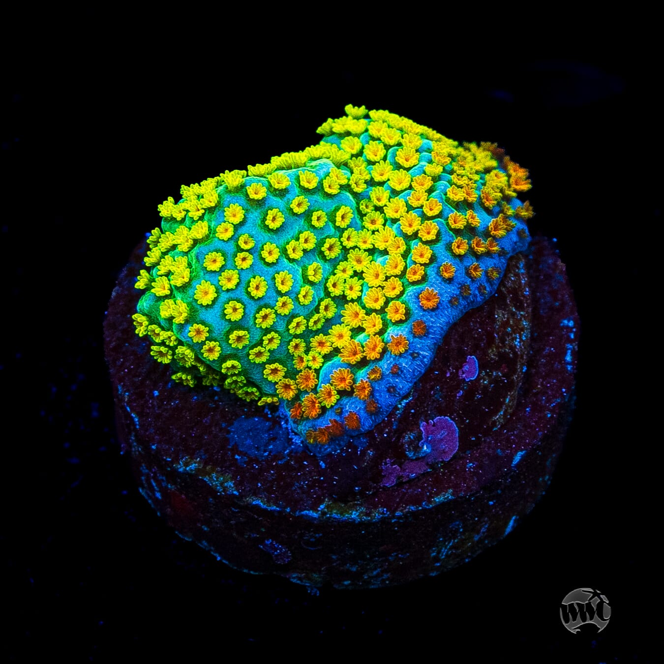 Jason Fox Fruity Pebbles Montipora