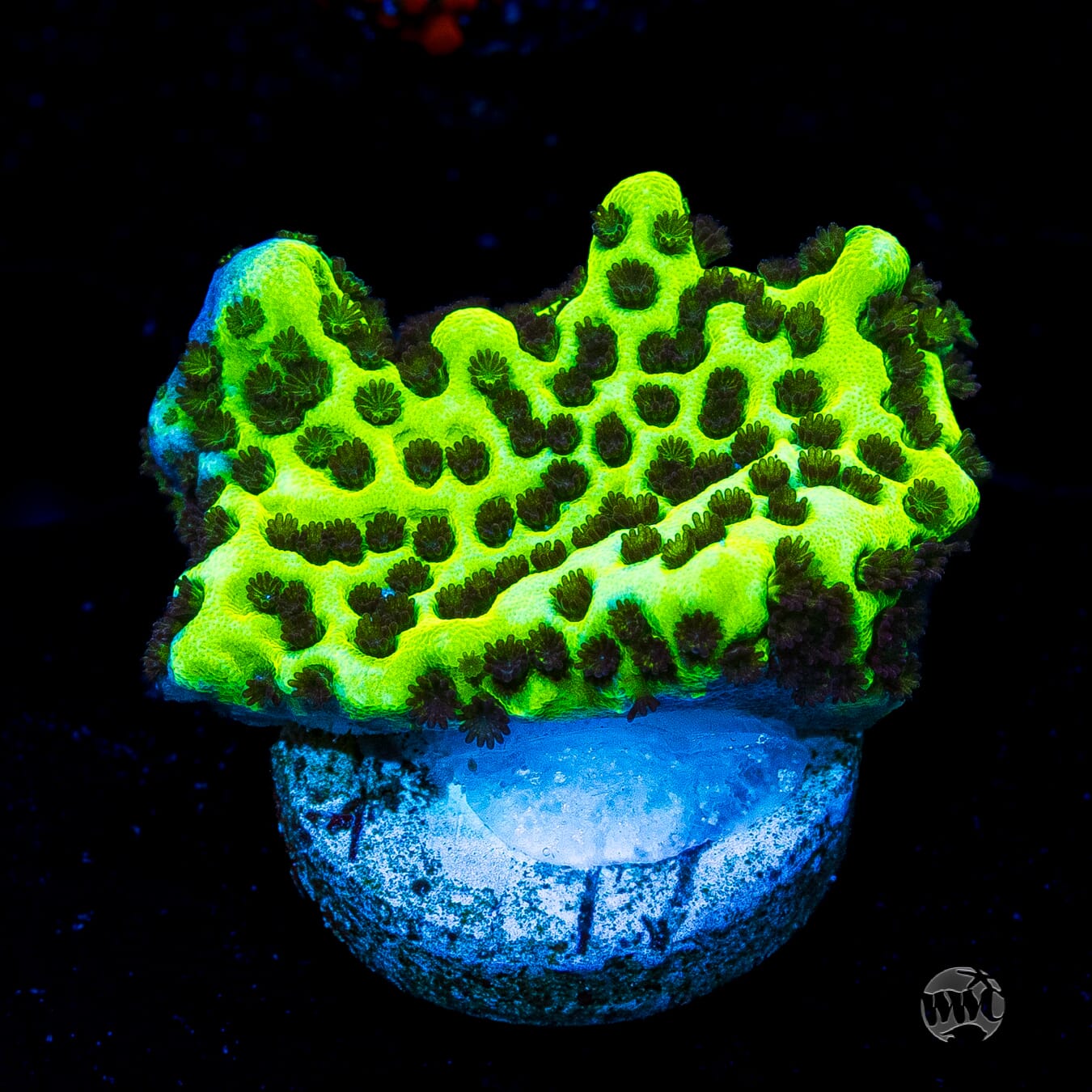 Neon Spongodes Montipora