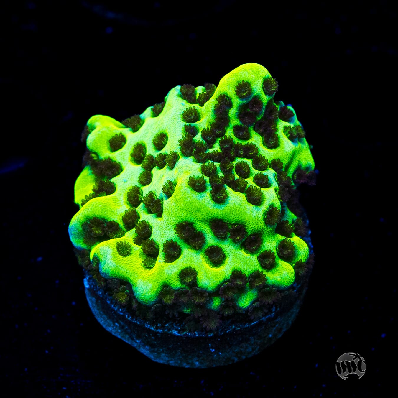Neon Spongodes Montipora