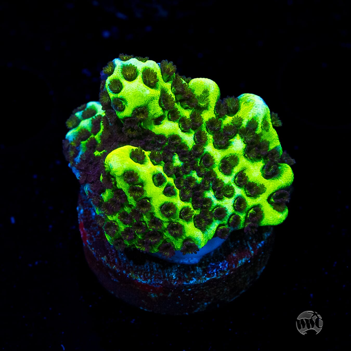 Neon Spongodes Montipora