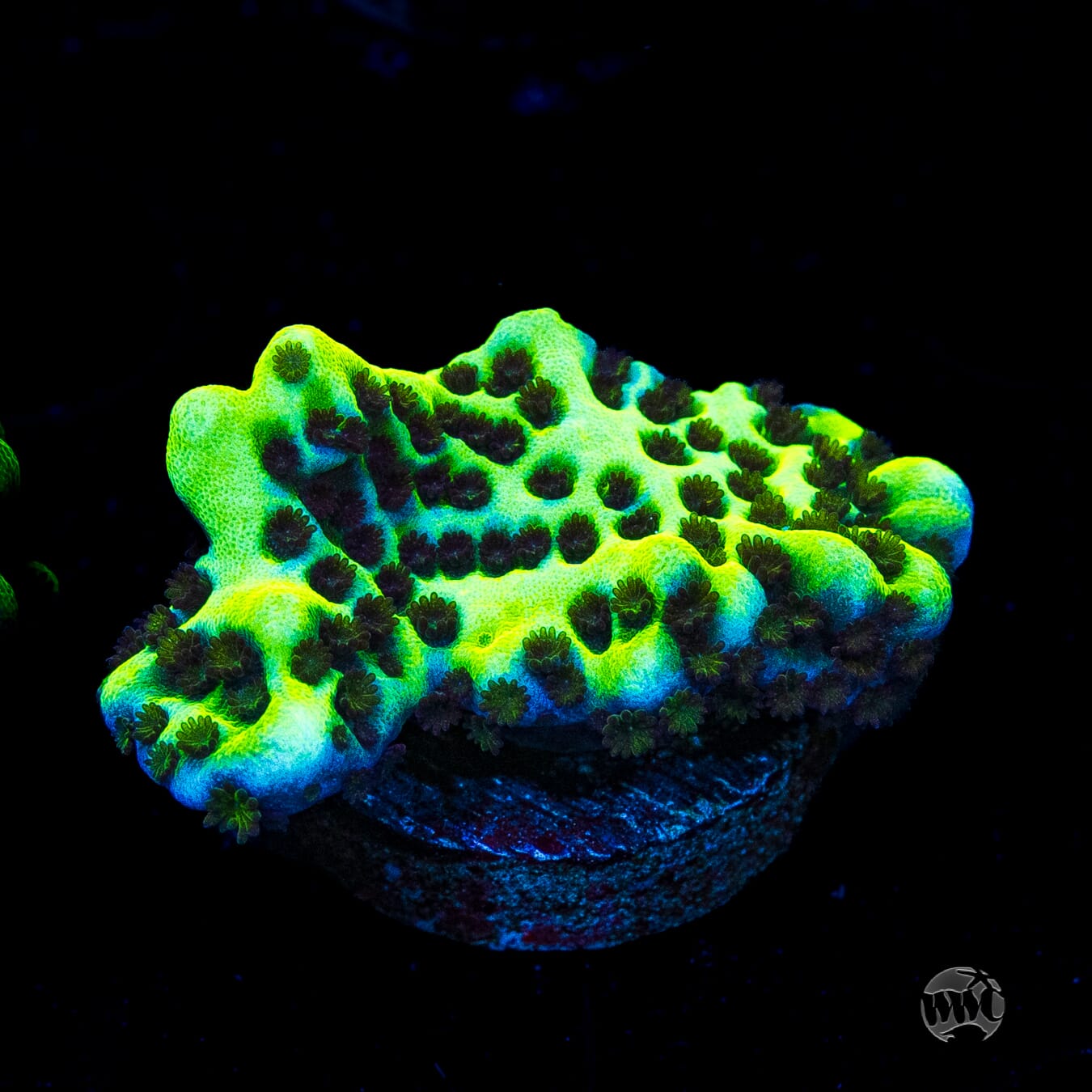 Neon Spongodes Montipora