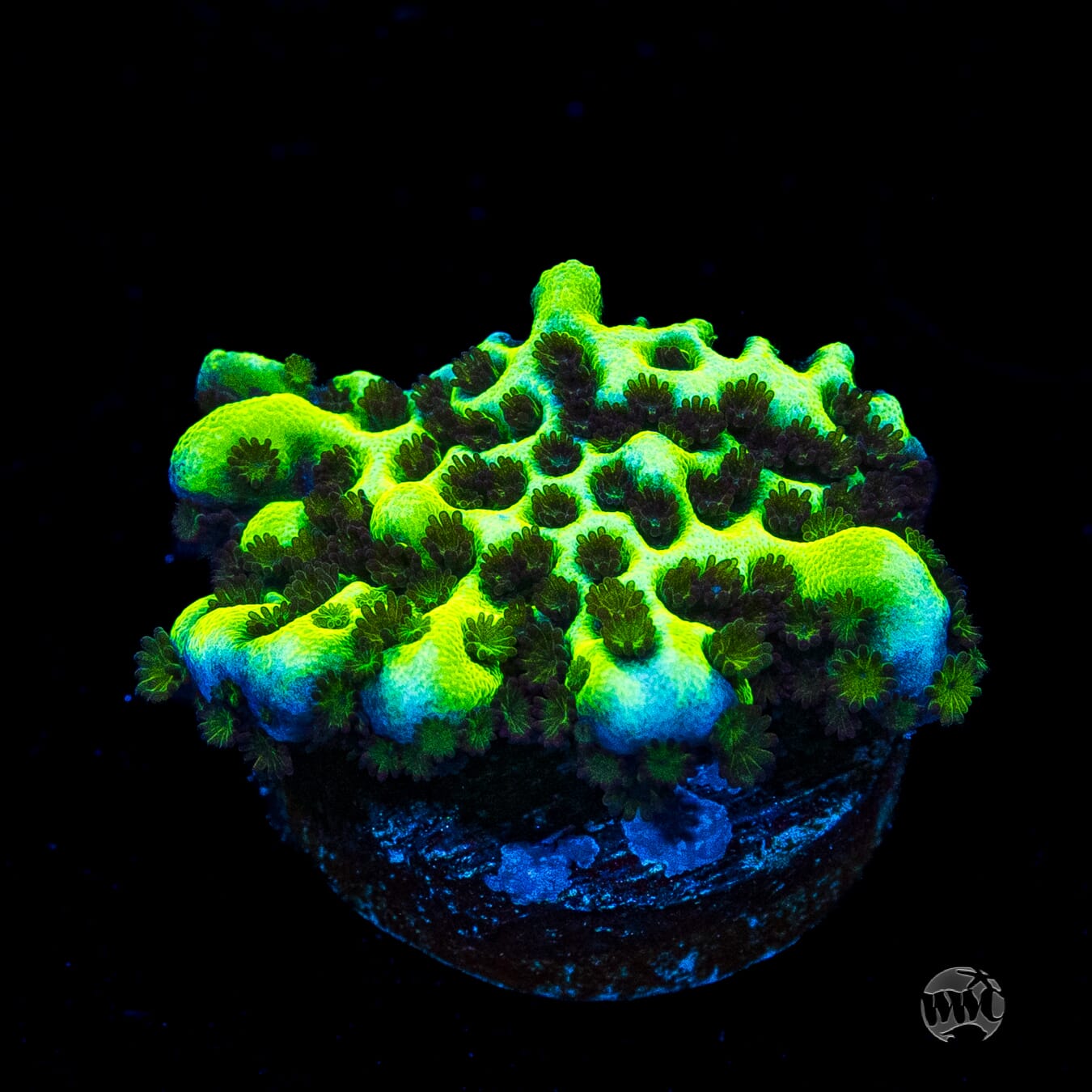 Neon Spongodes Montipora