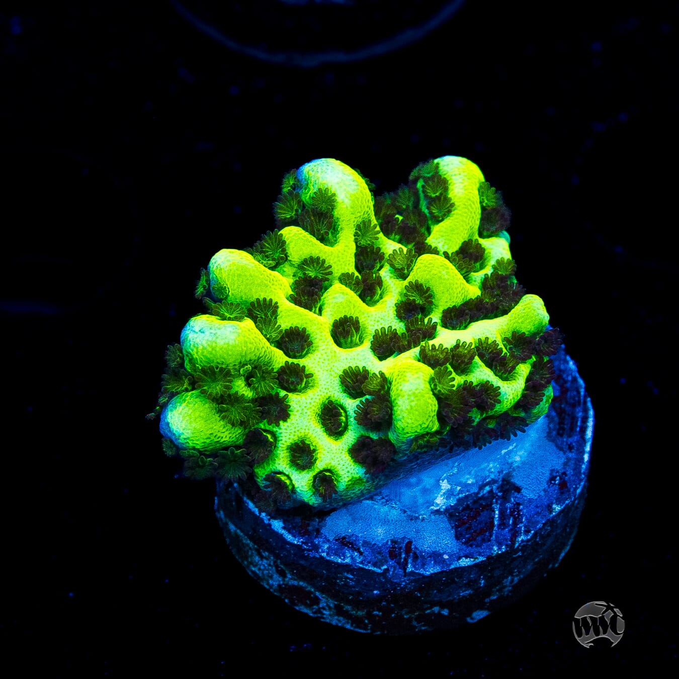Neon Spongodes Montipora