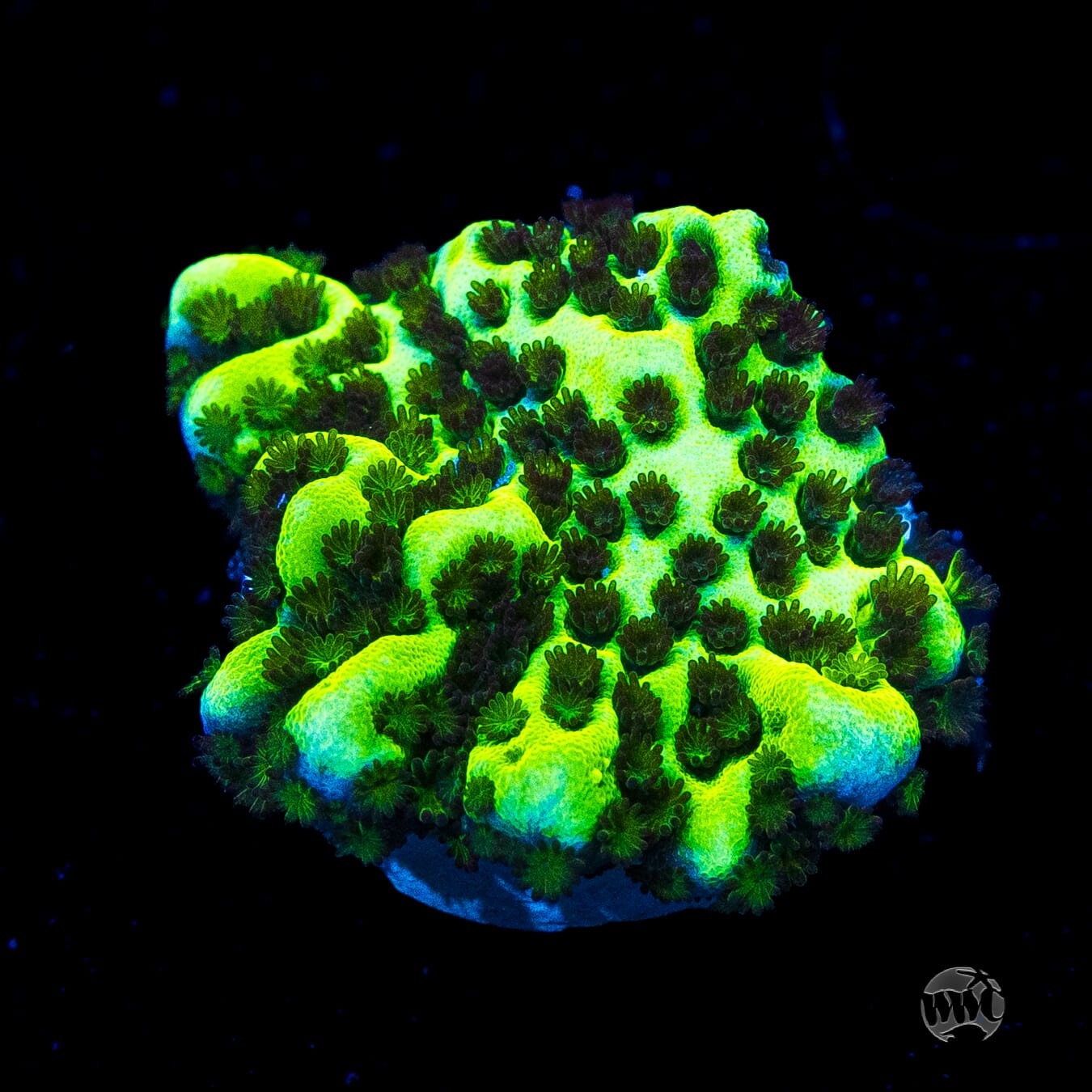Neon Spongodes Montipora