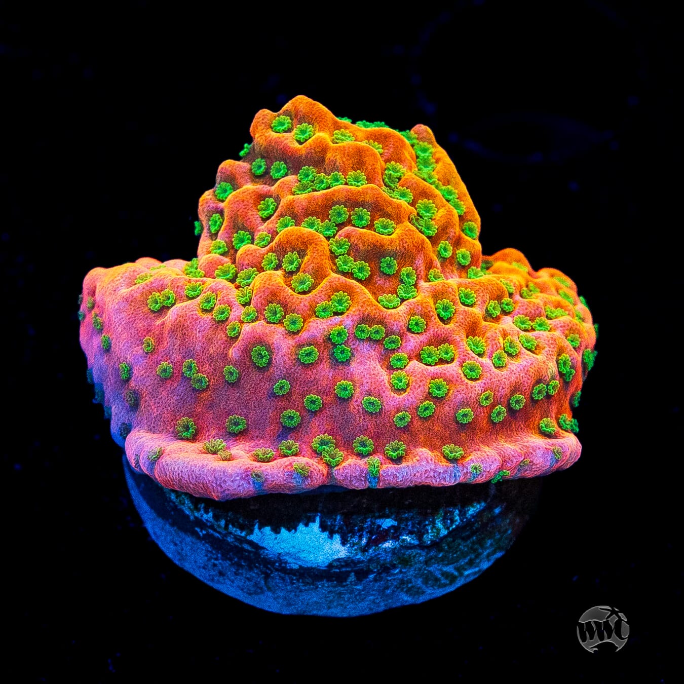 Sunset Imposter Montipora