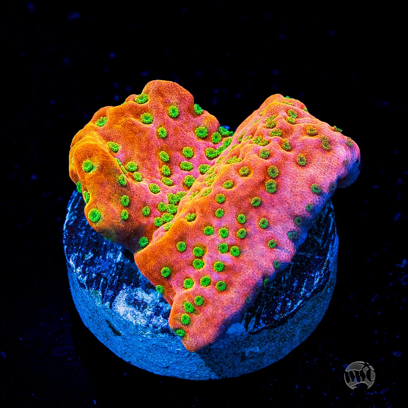Sunset Imposter Montipora