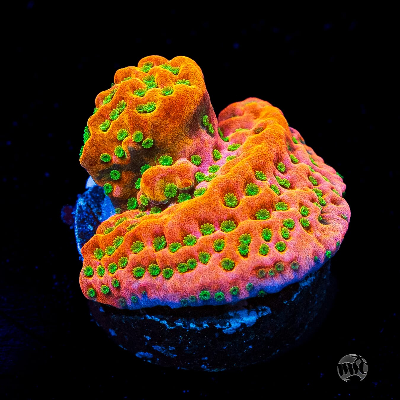 Sunset Imposter Montipora
