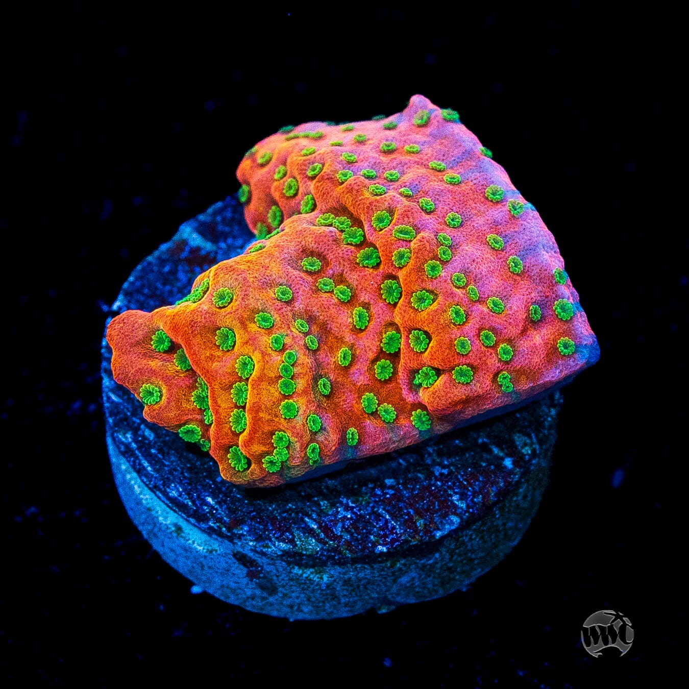 Sunset Imposter Montipora
