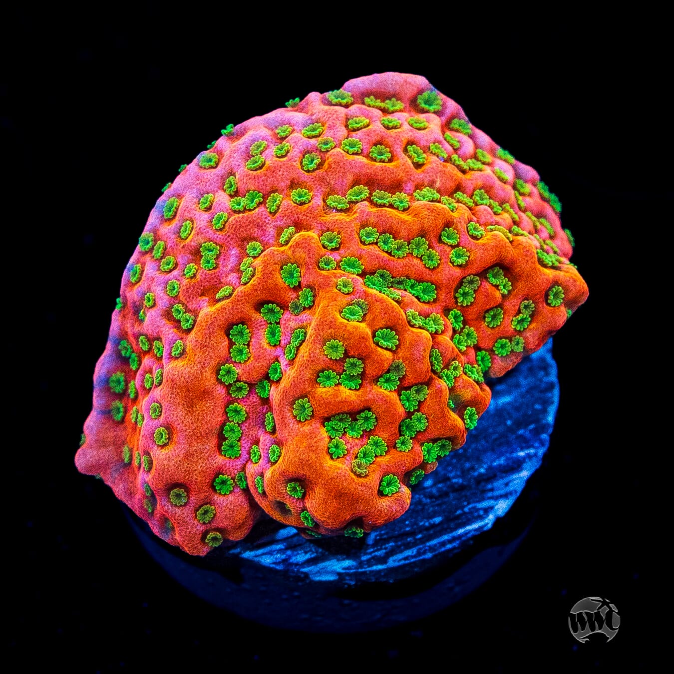 Sunset Imposter Montipora