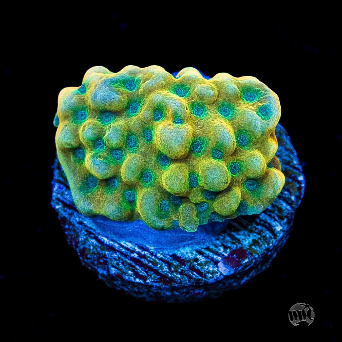 Jason Fox Beach Bum Montipora