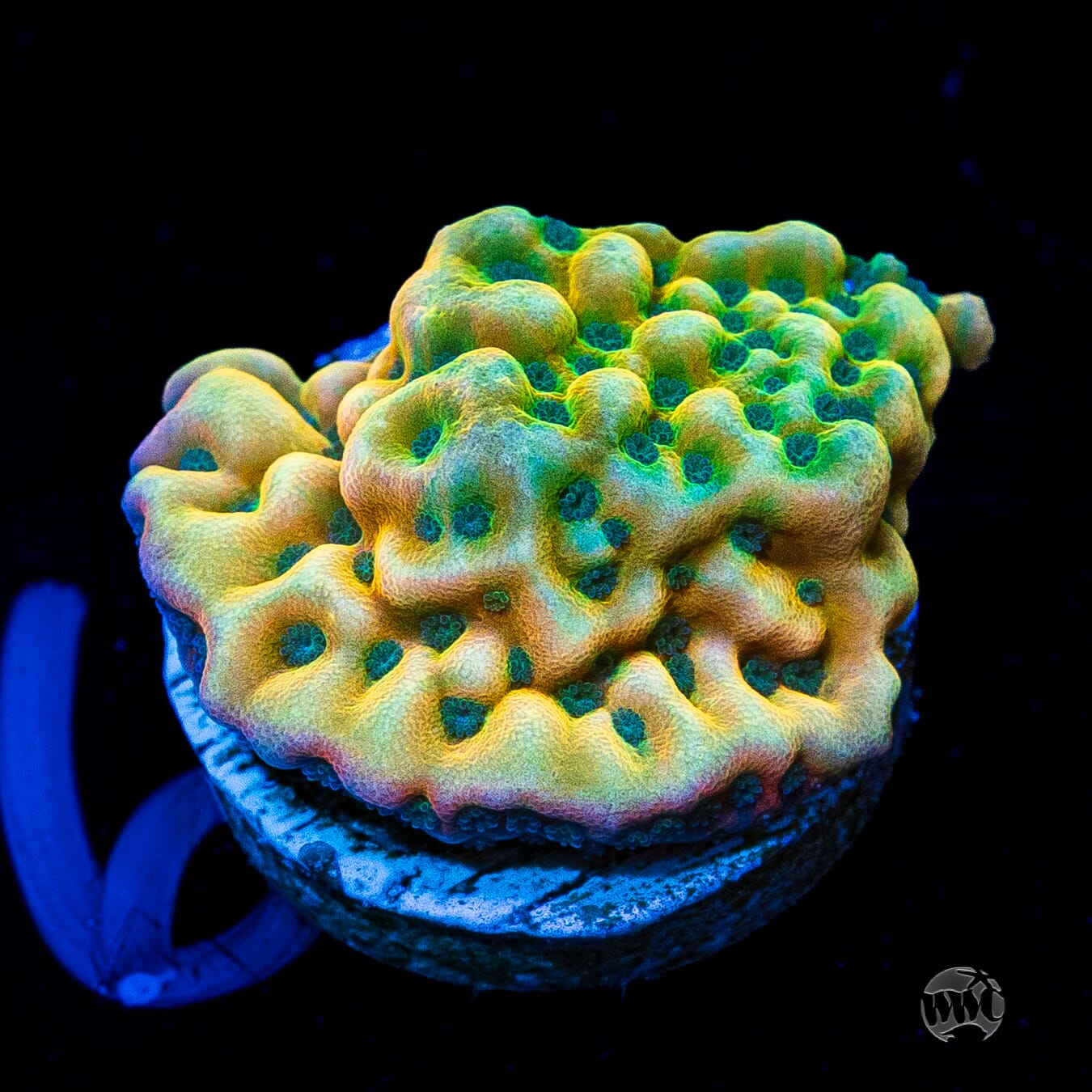 Jason Fox Beach Bum Montipora