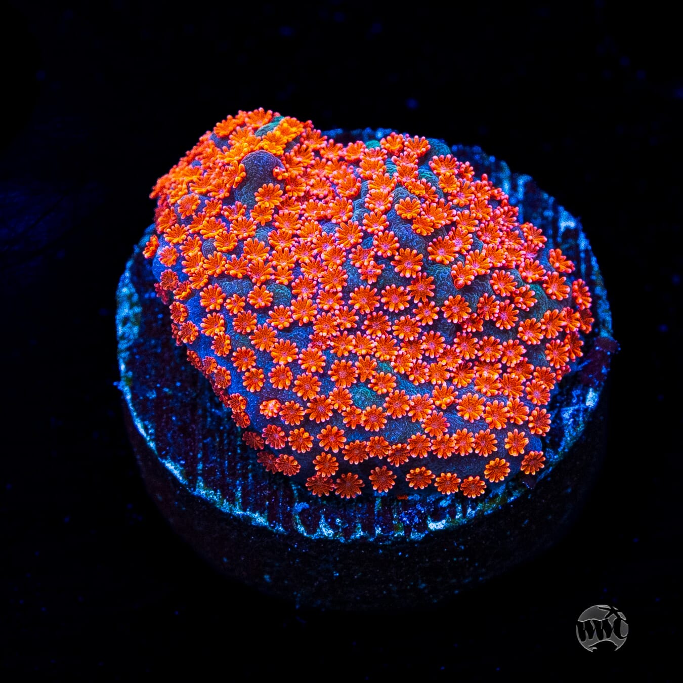 Jason Fox Dizzy Spell Montipora