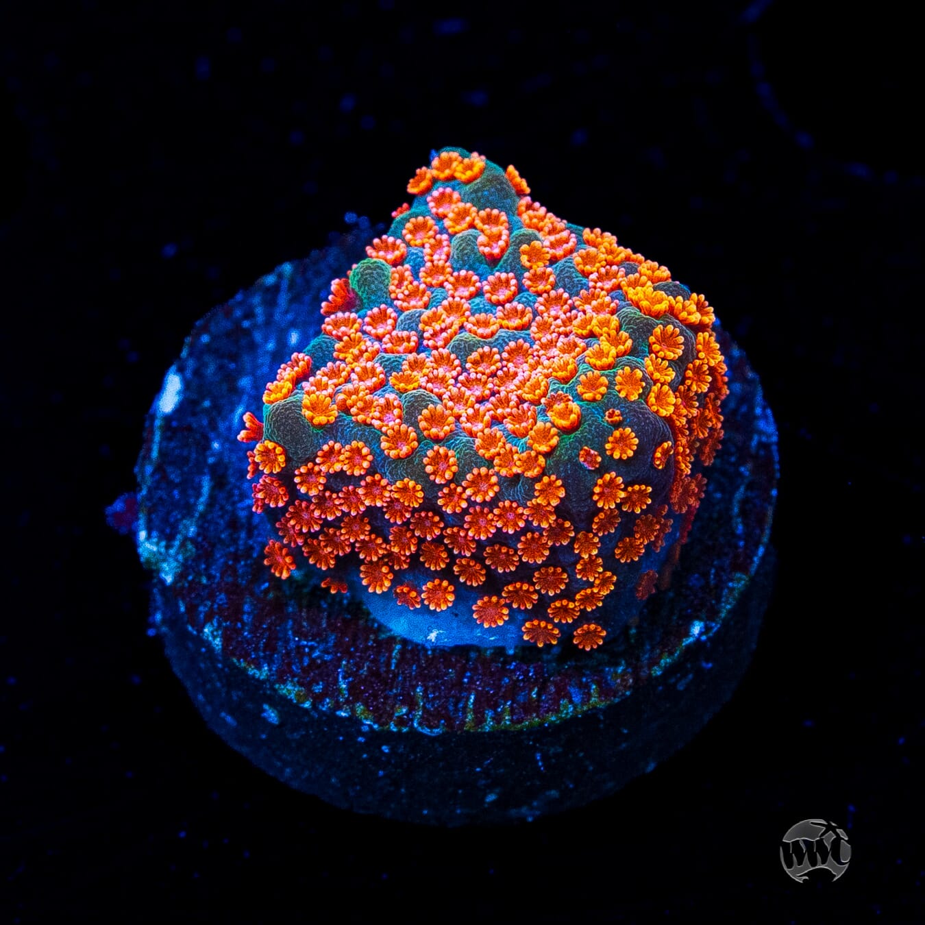 Jason Fox Dizzy Spell Montipora