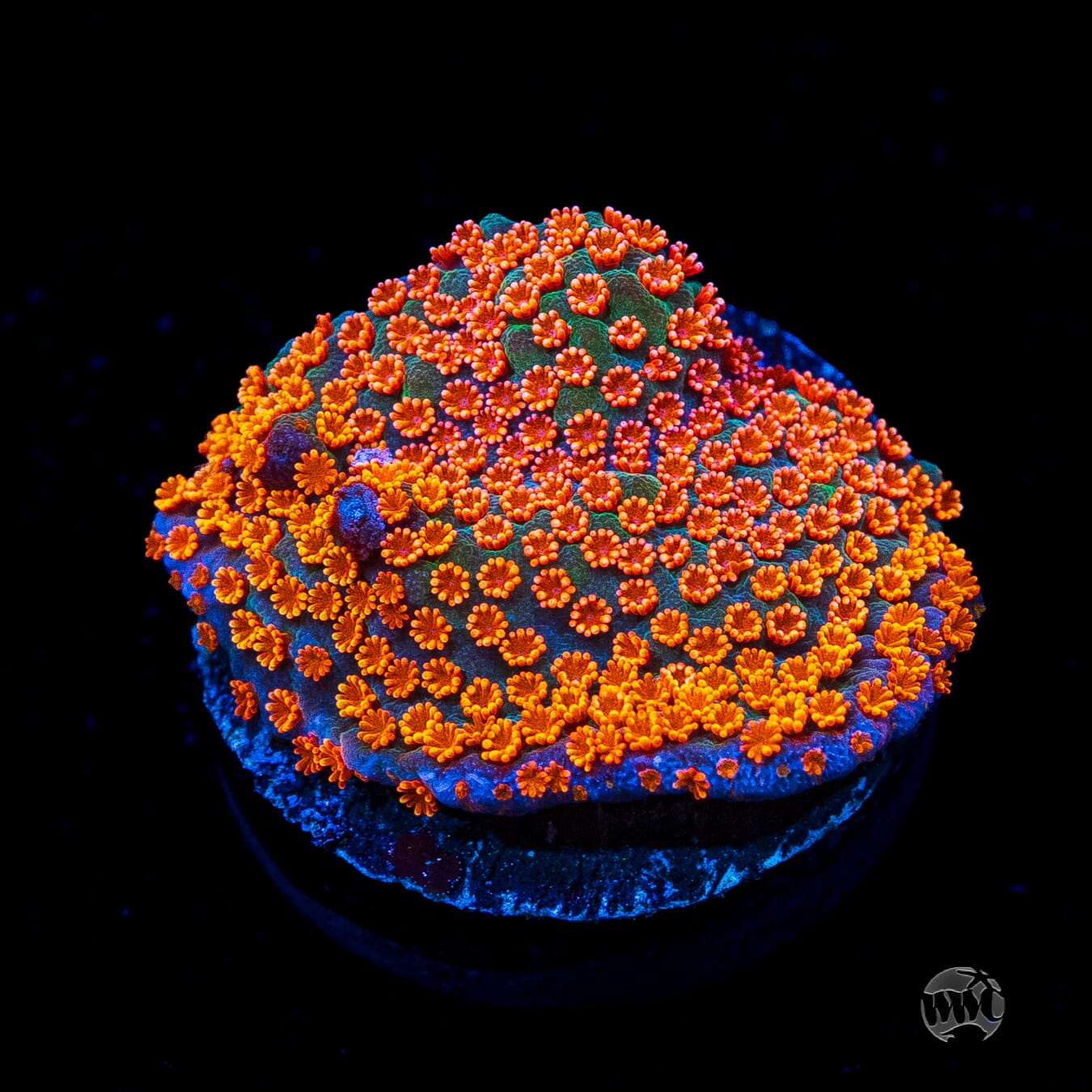 Jason Fox Dizzy Spell Montipora