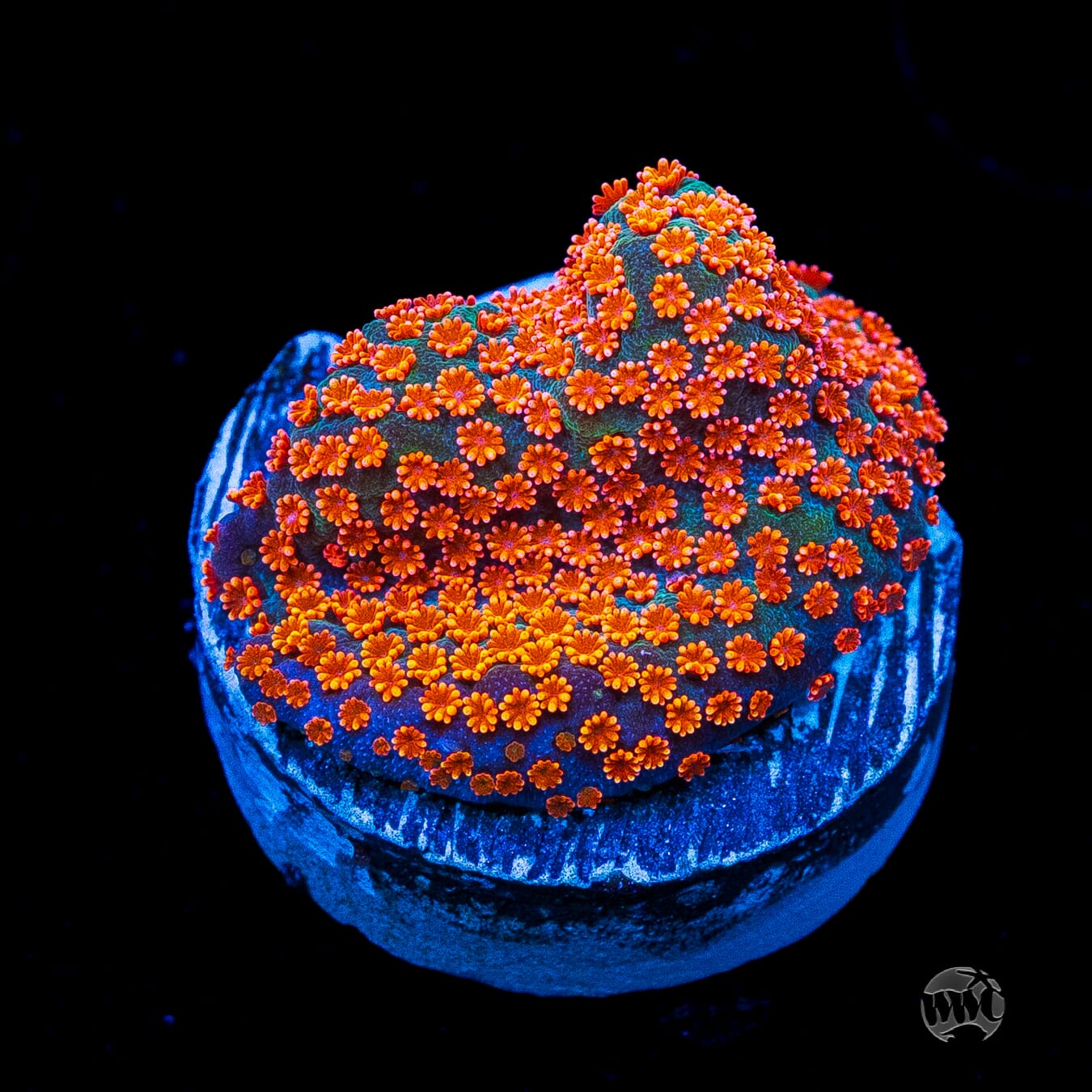 Jason Fox Dizzy Spell Montipora