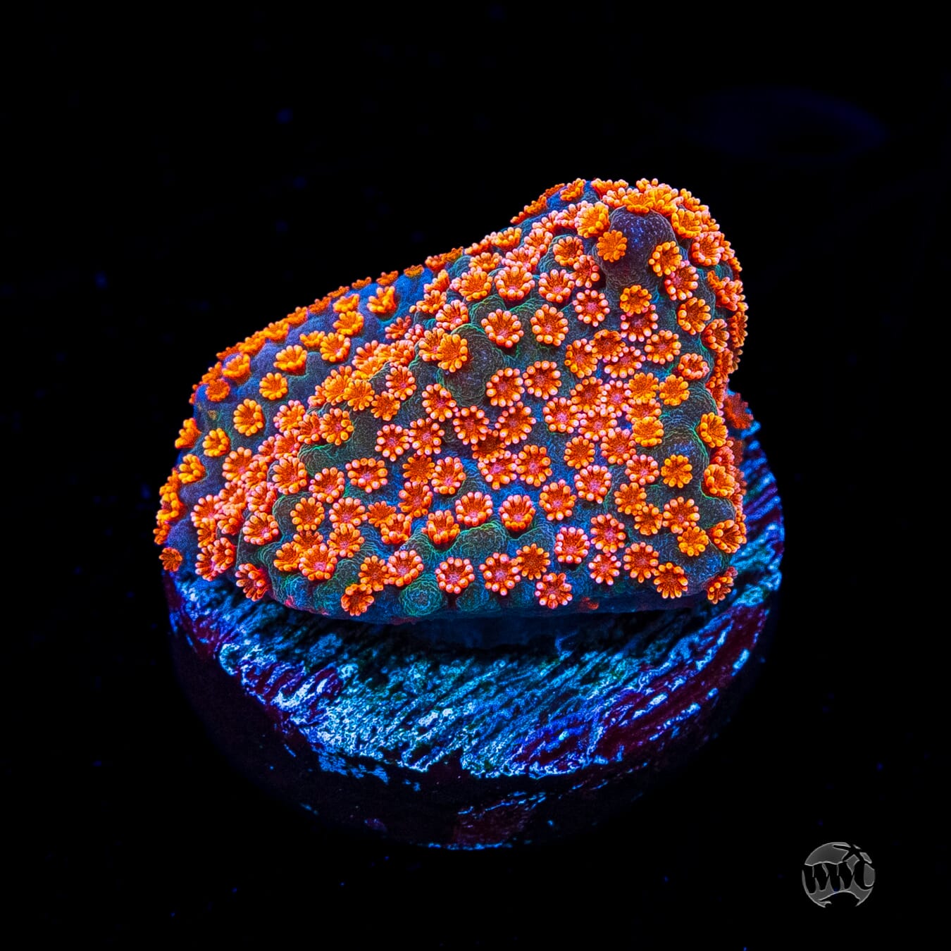 Jason Fox Dizzy Spell Montipora