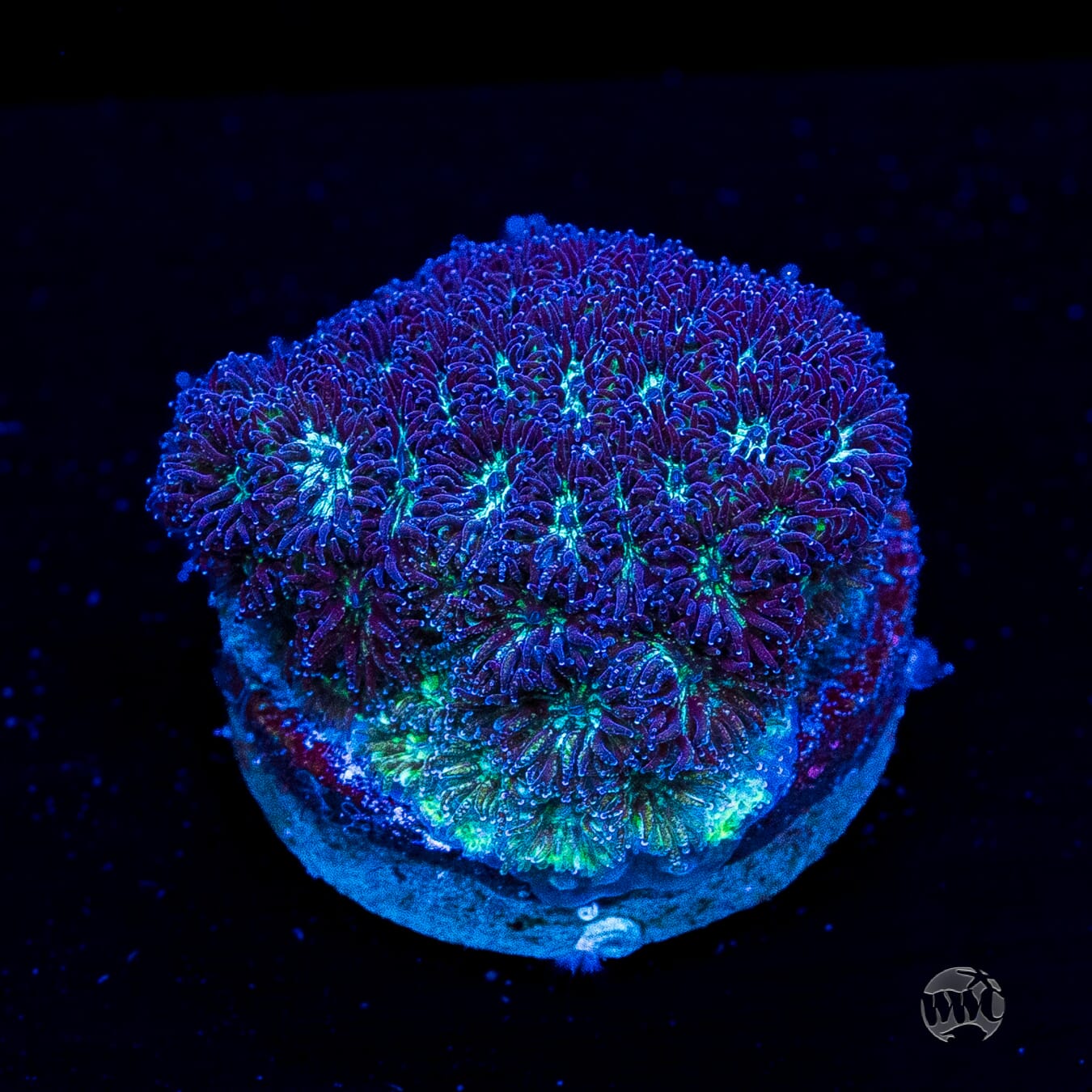 WWC Arctic Leptastrea