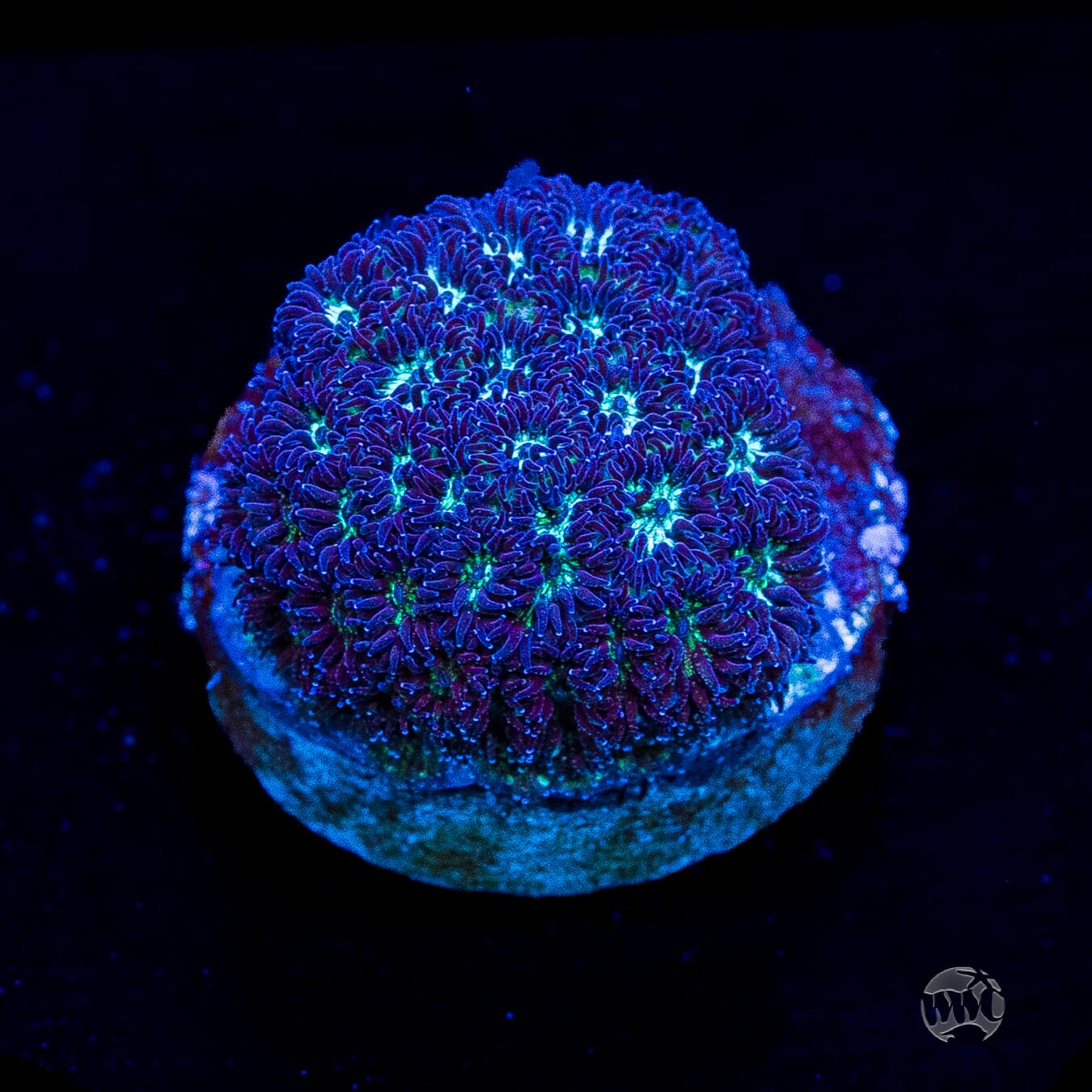 WWC Arctic Leptastrea
