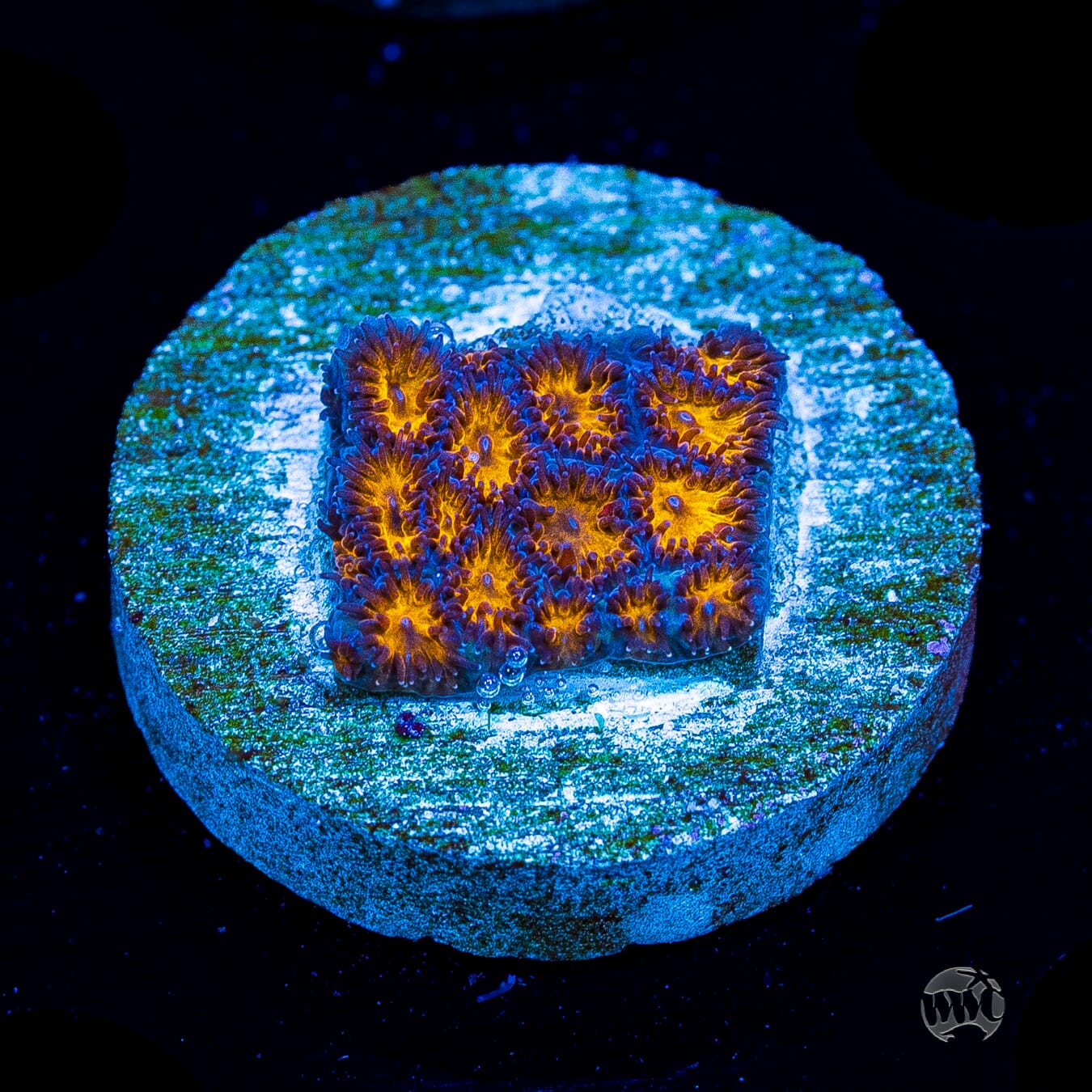 WWC Honeycomb Leptastrea