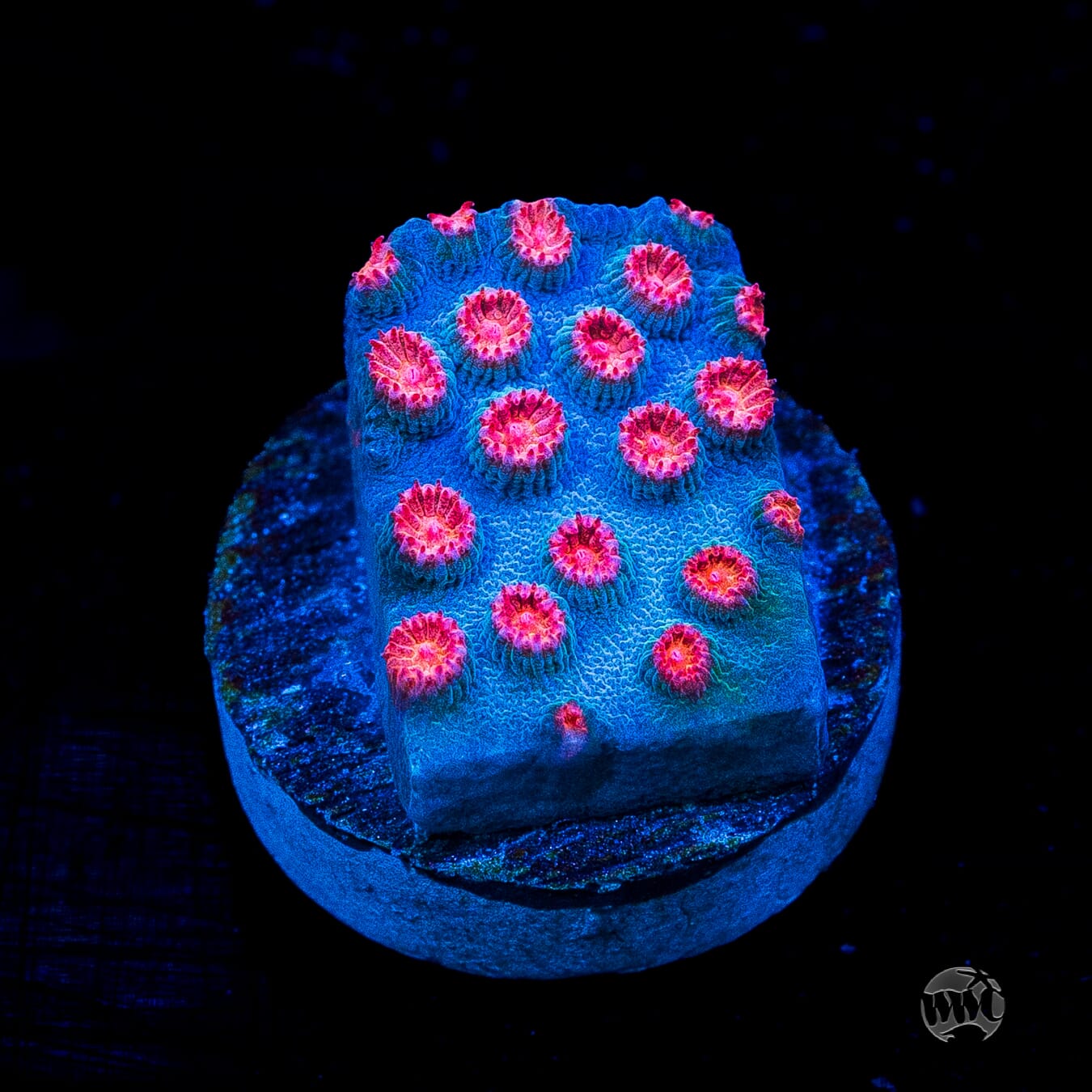 WWC Meteor Shower Cyphastrea