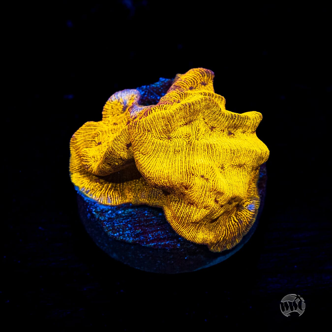 CC Tangerine Juice Leptoseris