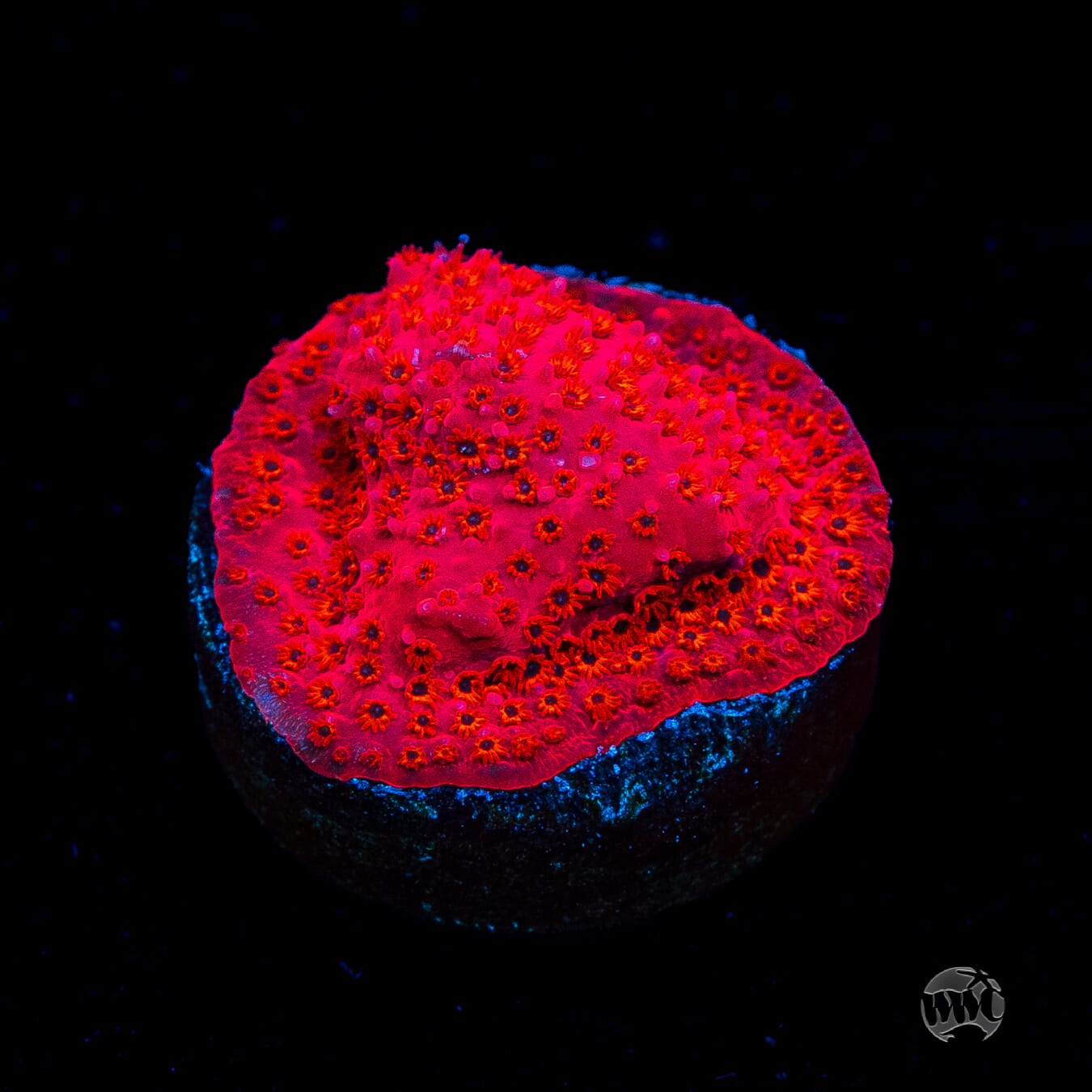WWC Firecracker Stylocoeniella