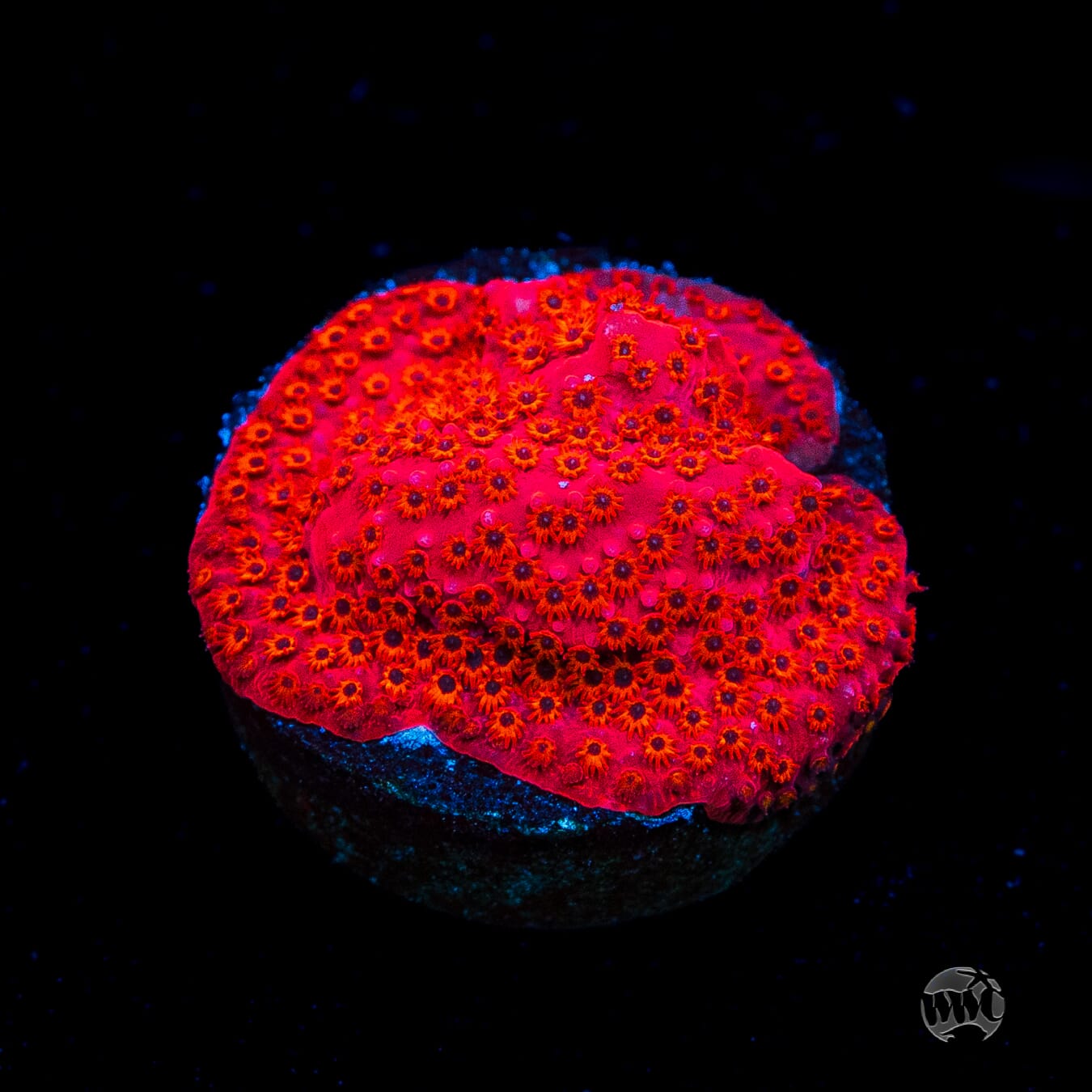 WWC Firecracker Stylocoeniella