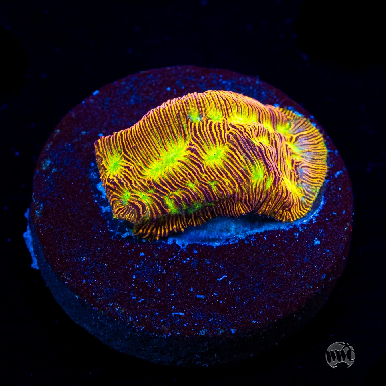Jason Fox Jack-O-Lantern Leptoseris