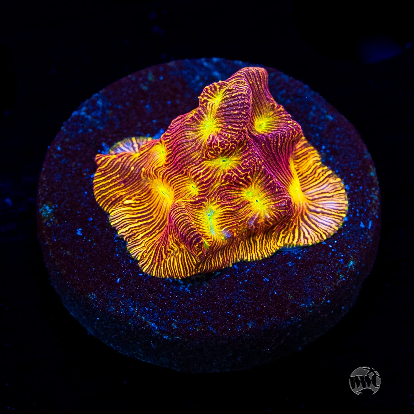 Jason Fox Lethal Leptoseris