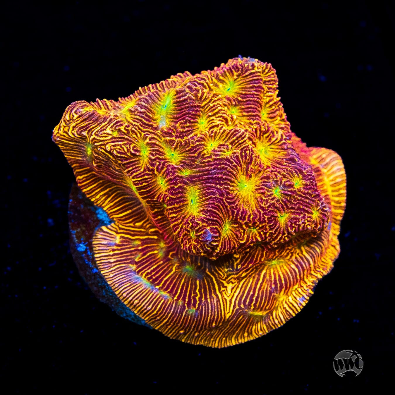 Jason Fox Lethal Leptoseris