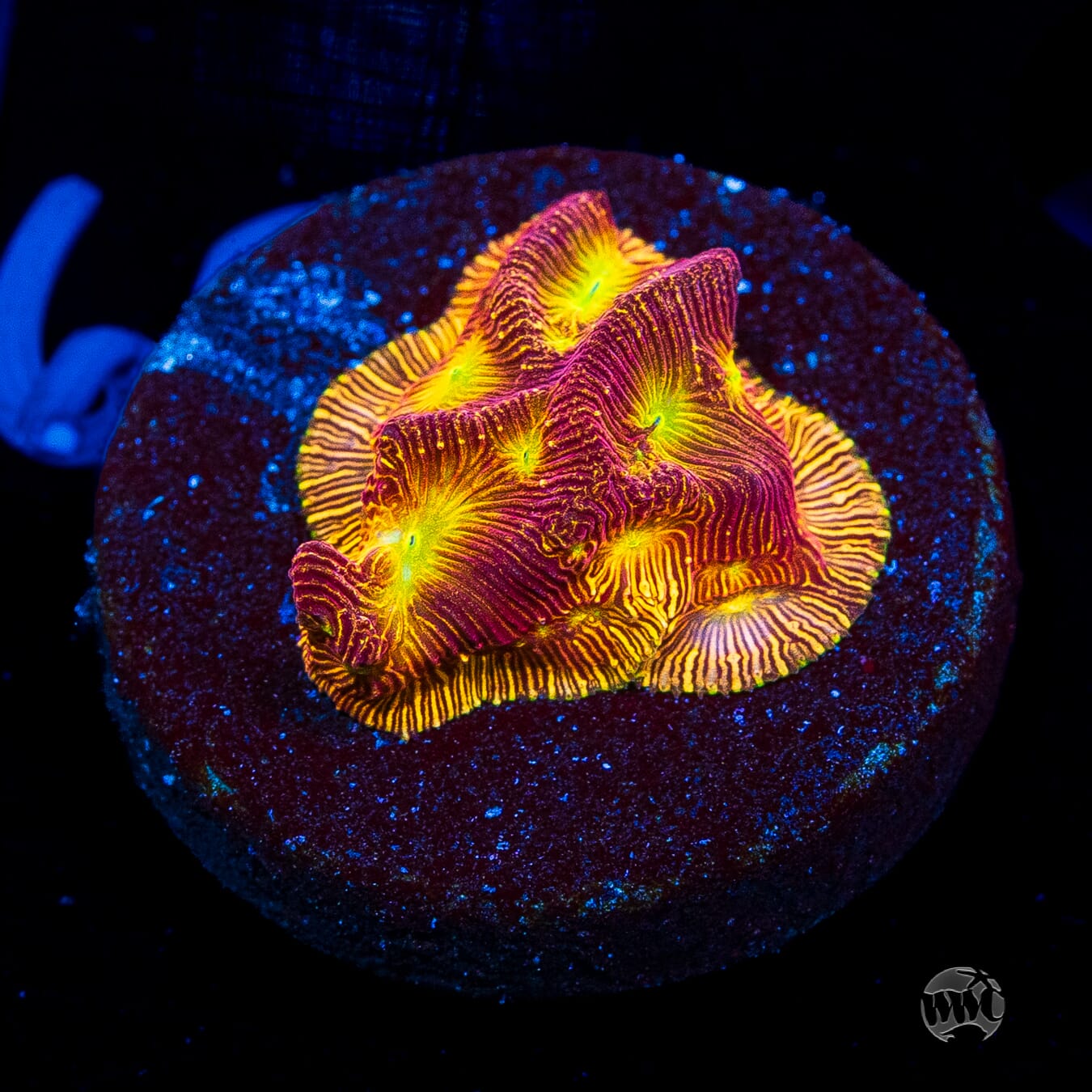 Jason Fox Lethal Leptoseris