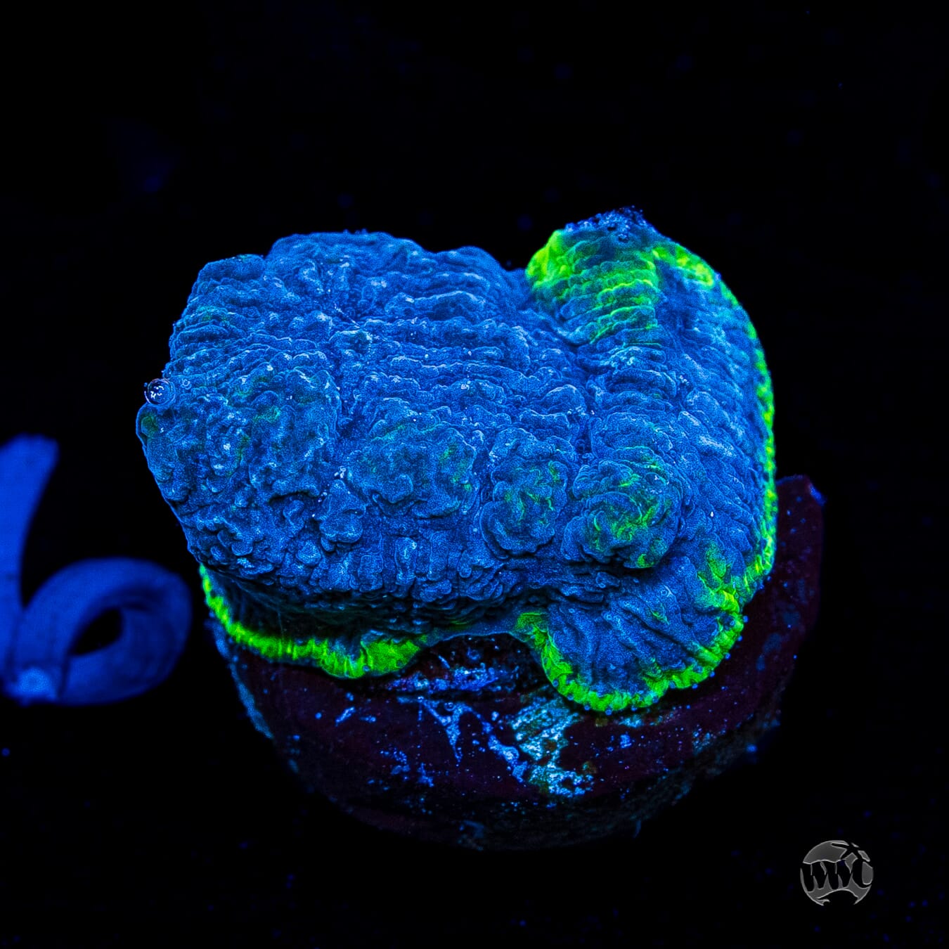 WWC High Tide Lithophyllon