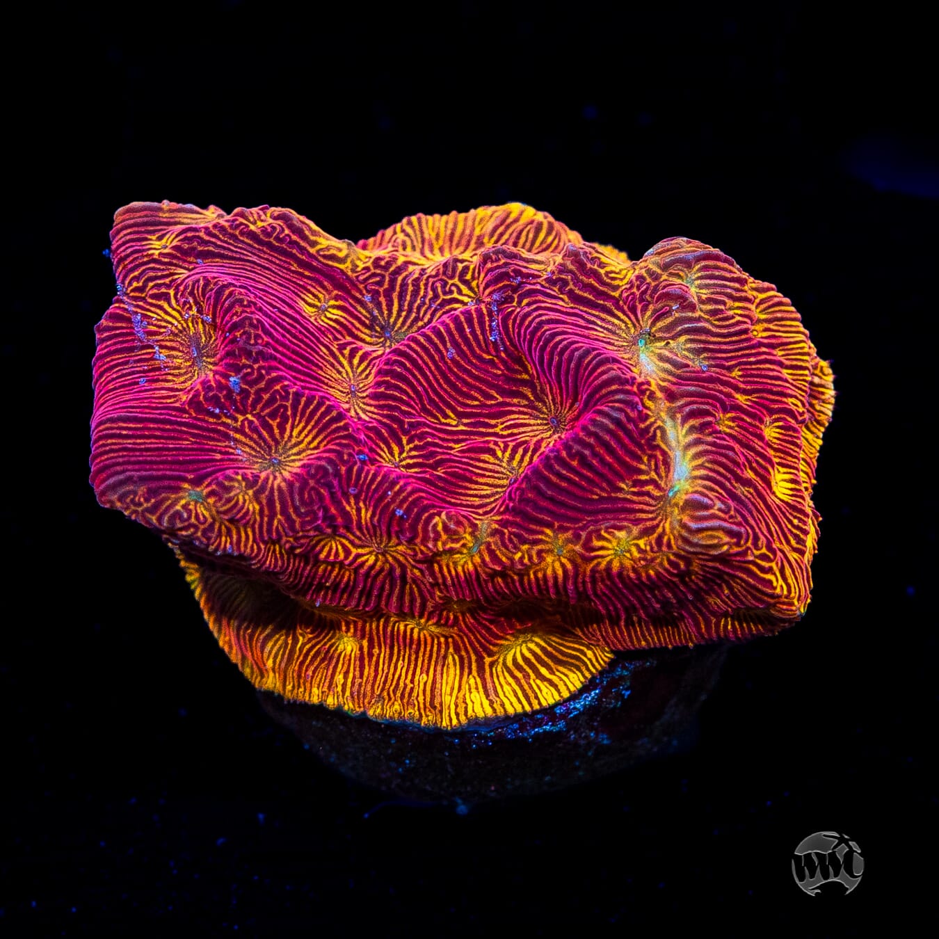 WWC Tan Lady Leptoseris