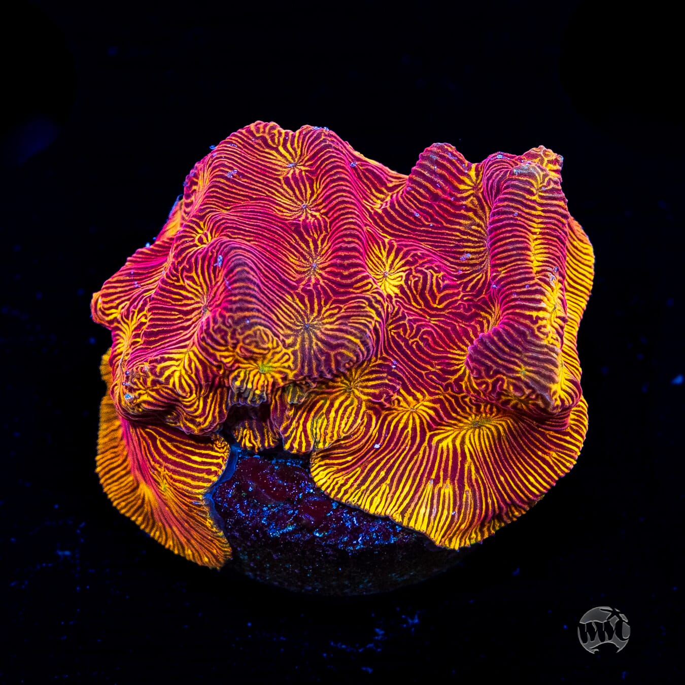 WWC Tan Lady Leptoseris