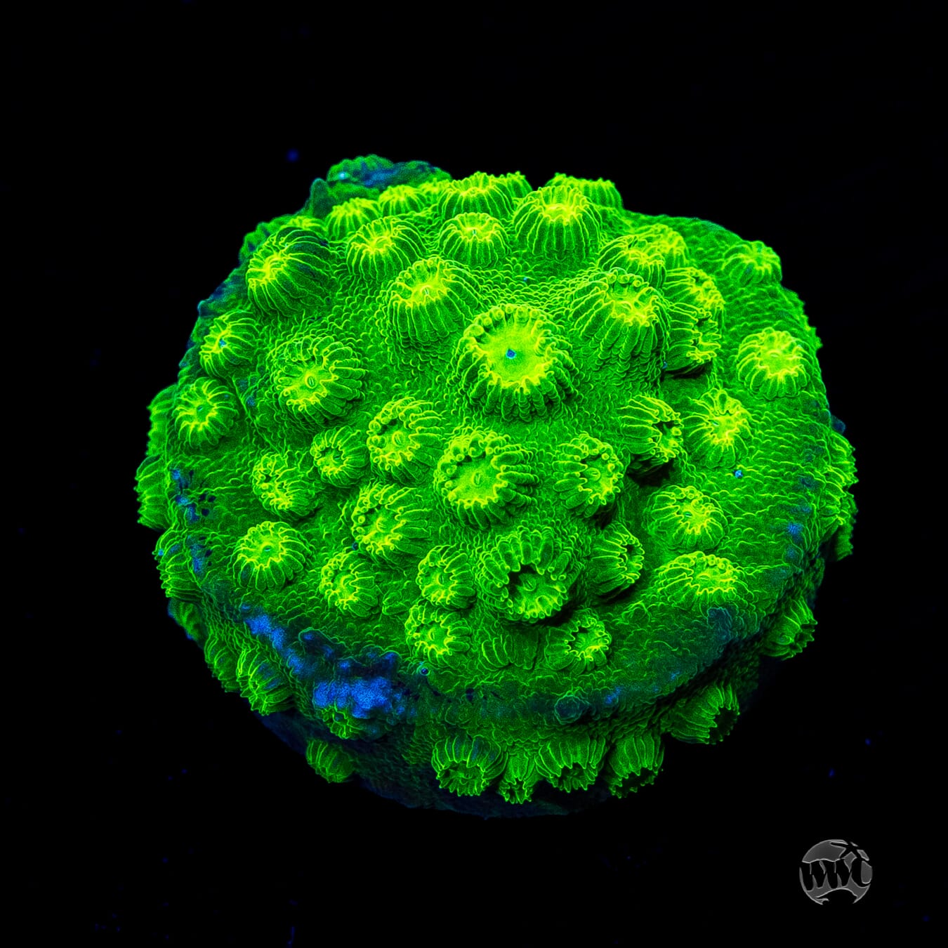 WWC Lime Green Cyphastrea