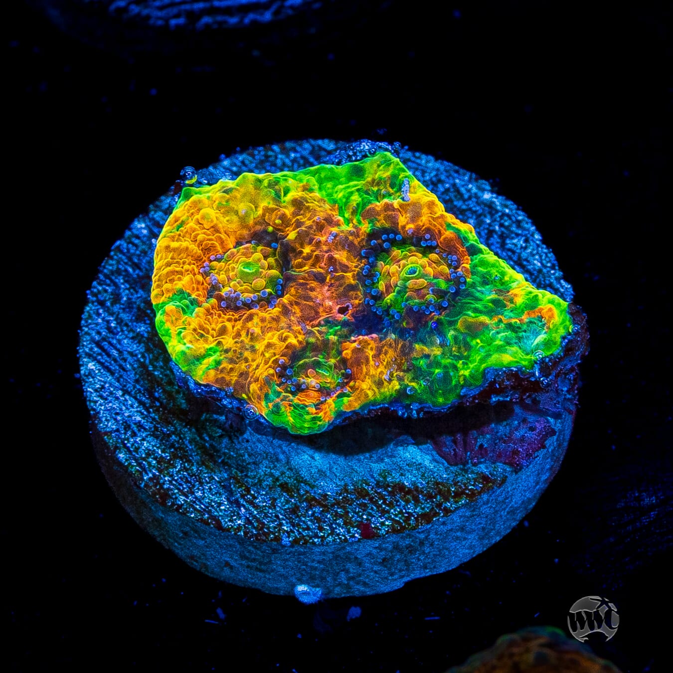 WWC Ahhhmazing Echinata