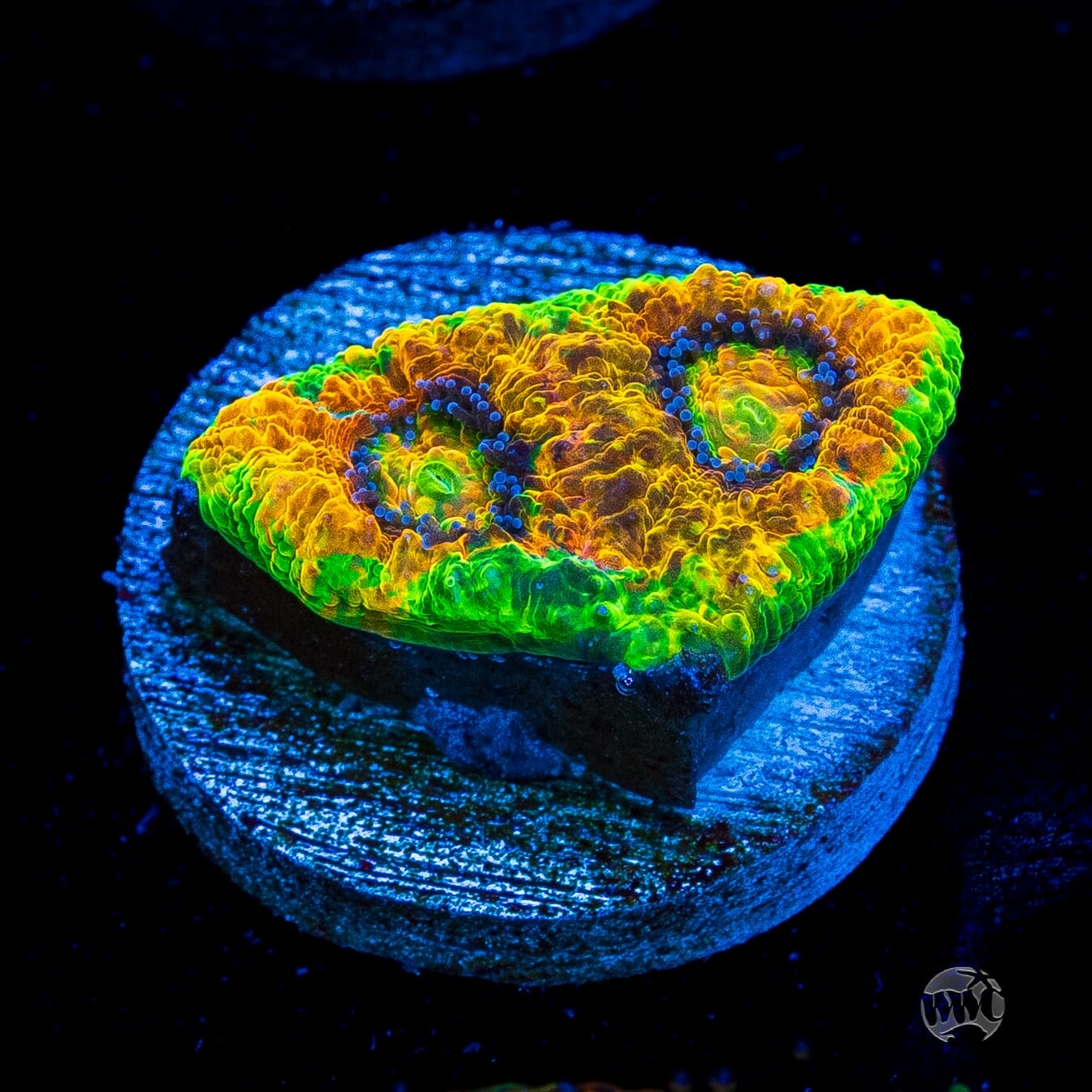 WWC Ahhhmazing Echinata