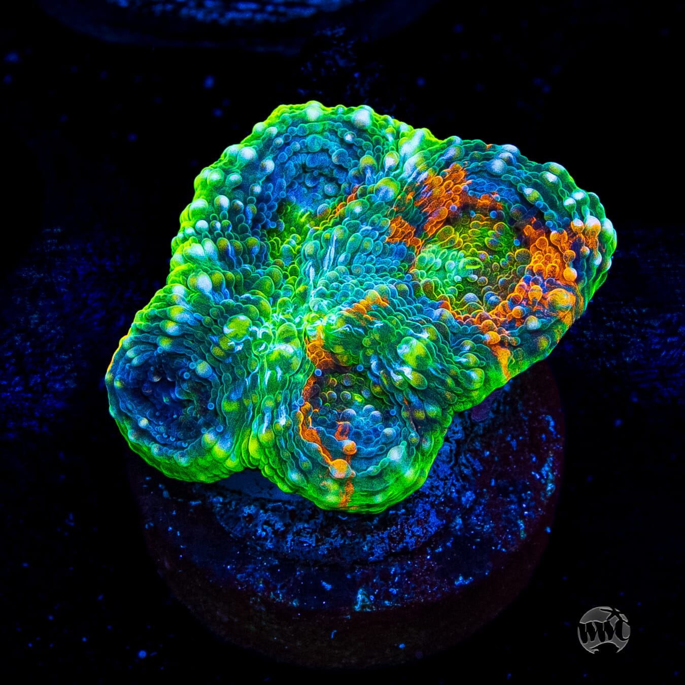 WWC Ahhhmazing Echinata