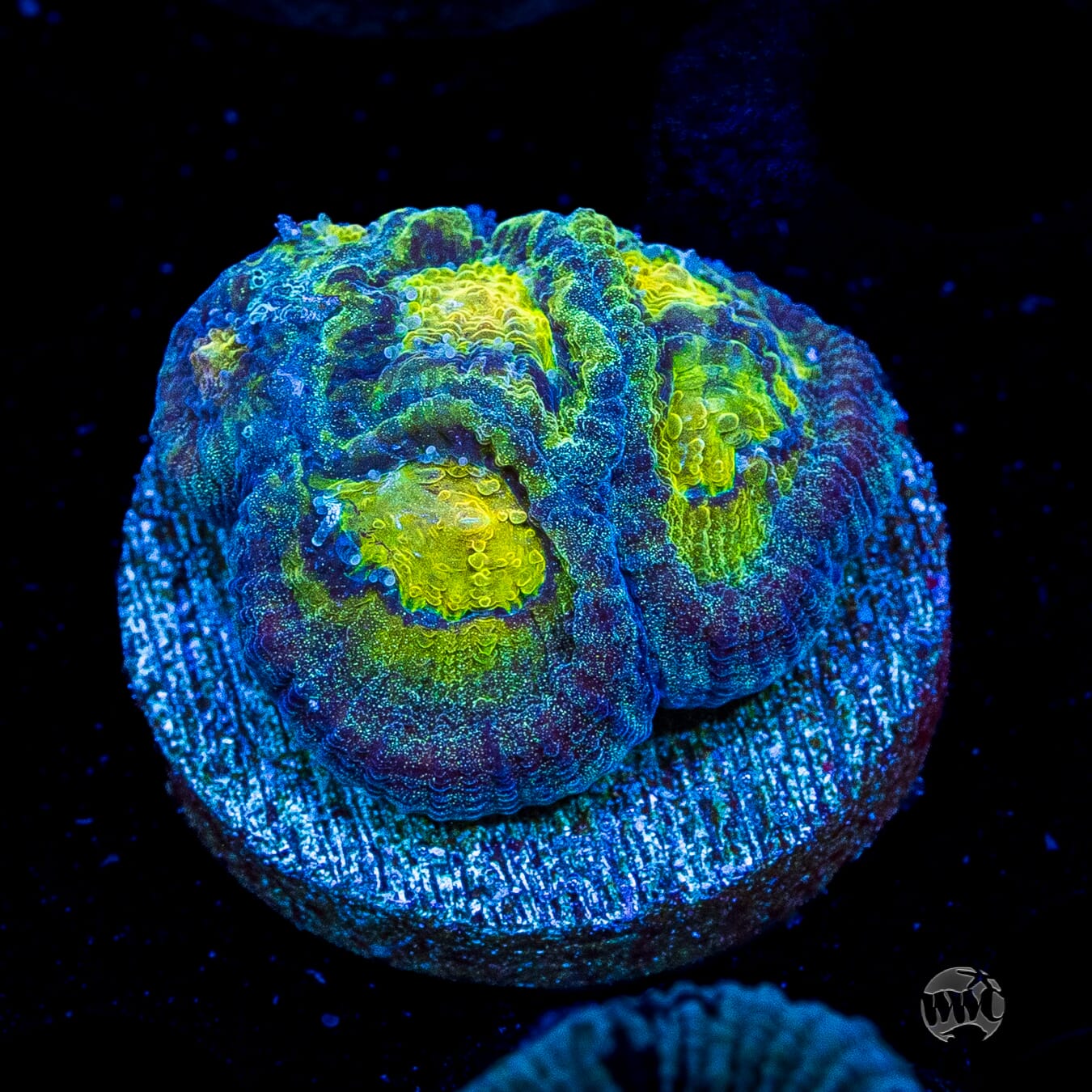Blue Lobster Favia