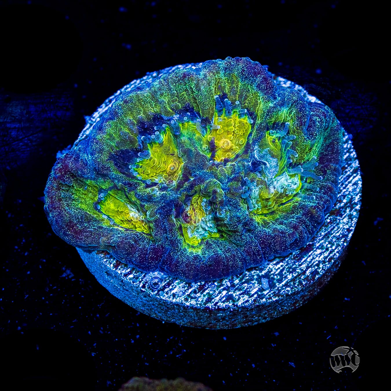 Blue Lobster Favia