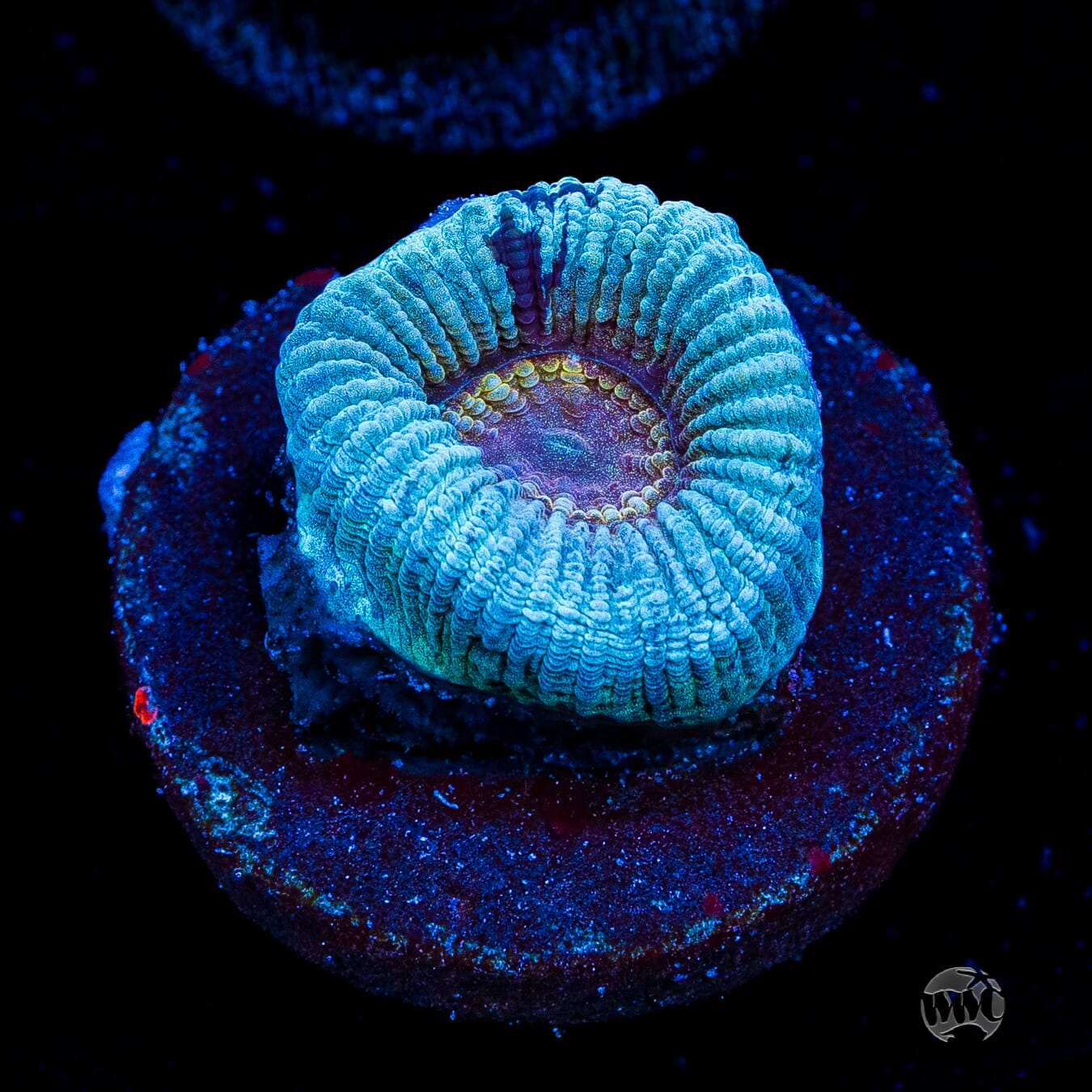 Ice Cream Favia