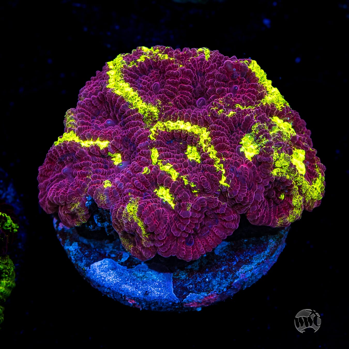 WWC Molten Core Favia