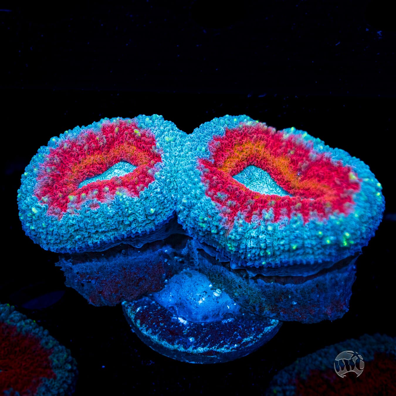 Stars and Stripes Lobophyllia