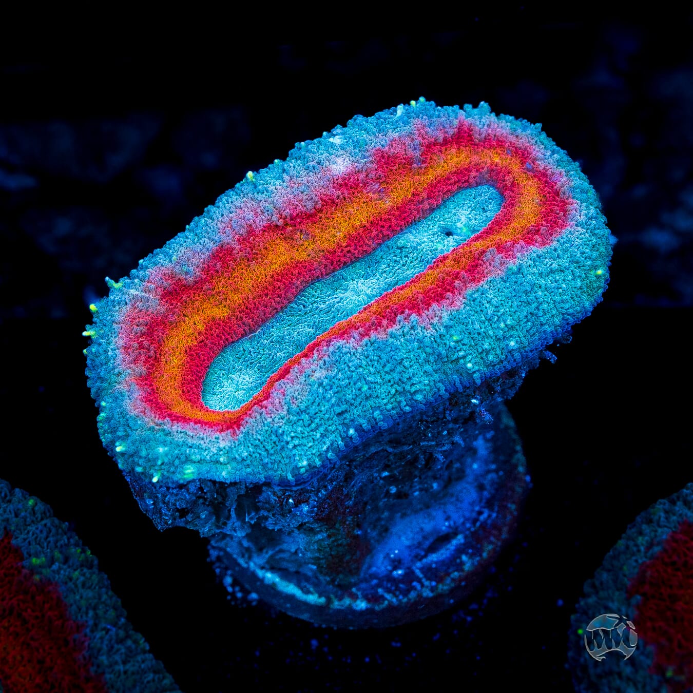 Stars and Stripes Lobophyllia