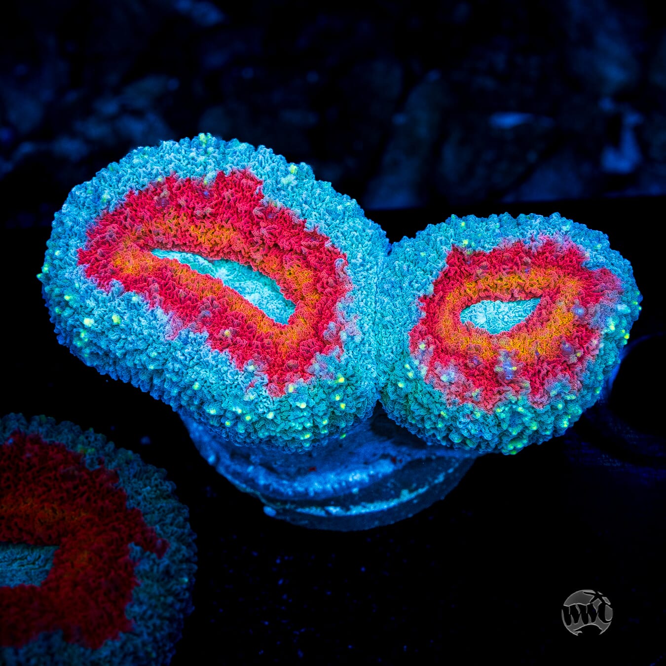 Stars and Stripes Lobophyllia